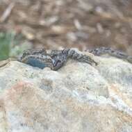 Image of Texas Tree Lizard