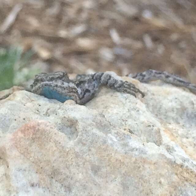 Image of Texas Tree Lizard