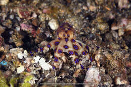 Image of greater blue-ringed octopus