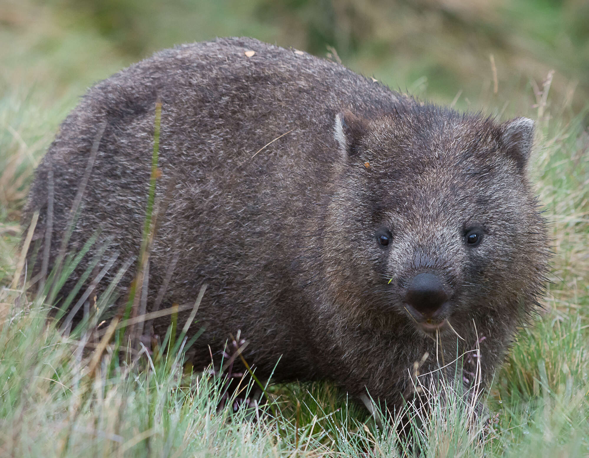 Image of Bare-nosed Wombats