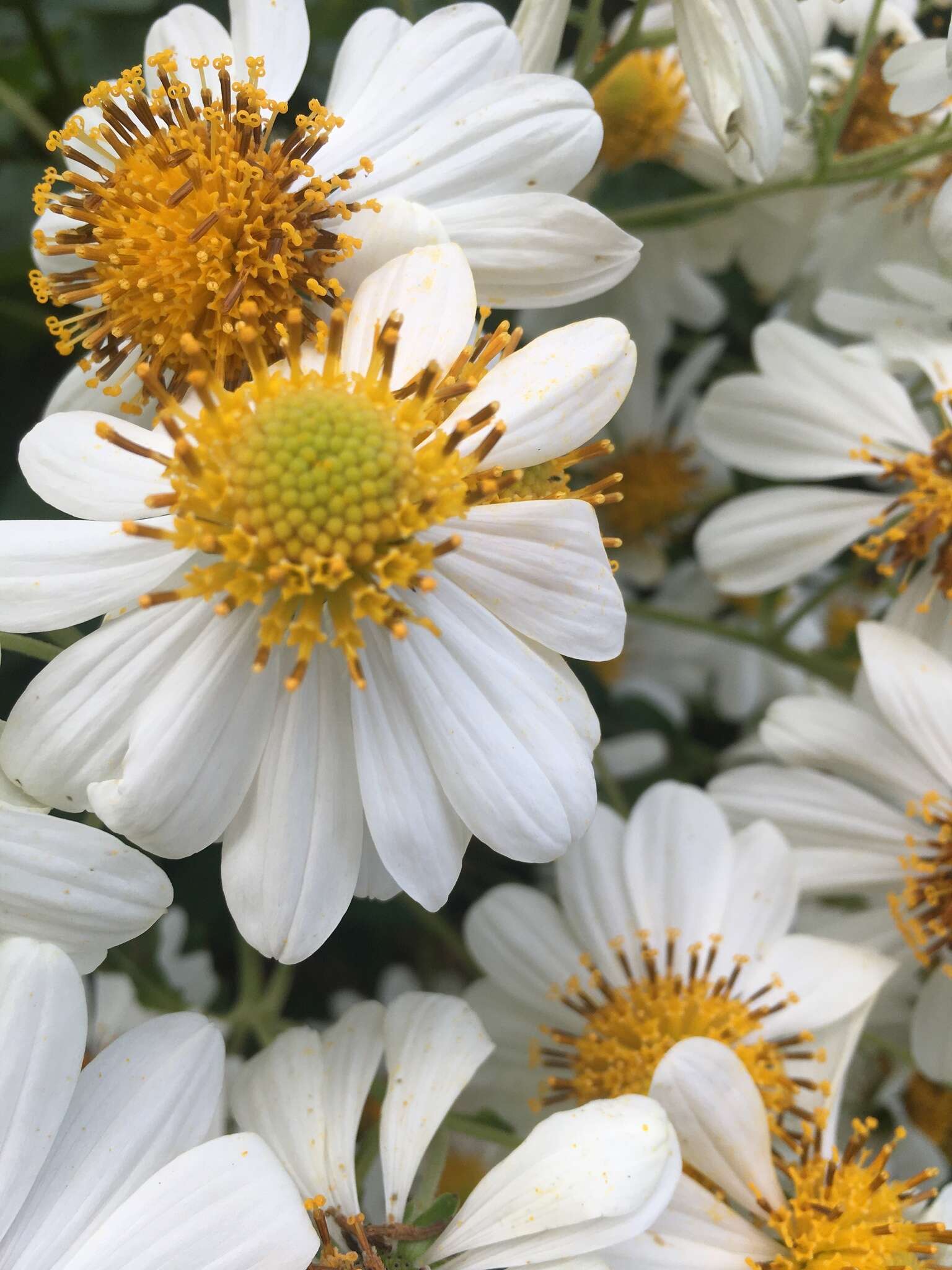 Image of Daisy tree