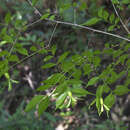 Image of Buckleya lanceolata (Siebold & Zucc.) Miq.