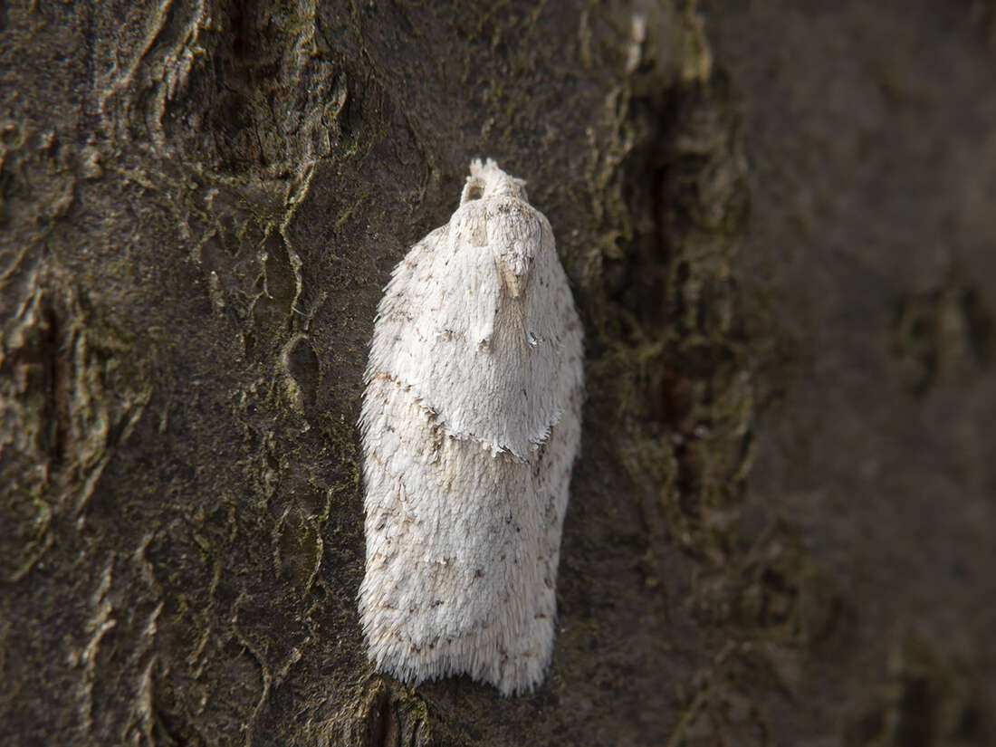 Image of Black-headed Birch Leafroller