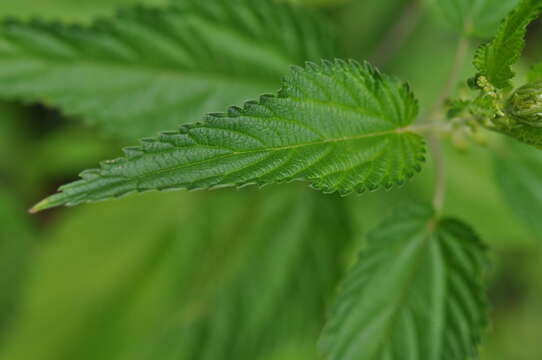 Image of Urtica dioica subsp. pubescens (Ledeb.) Domin