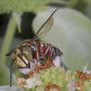 Imagem de Coelioxys germanus Cresson 1878