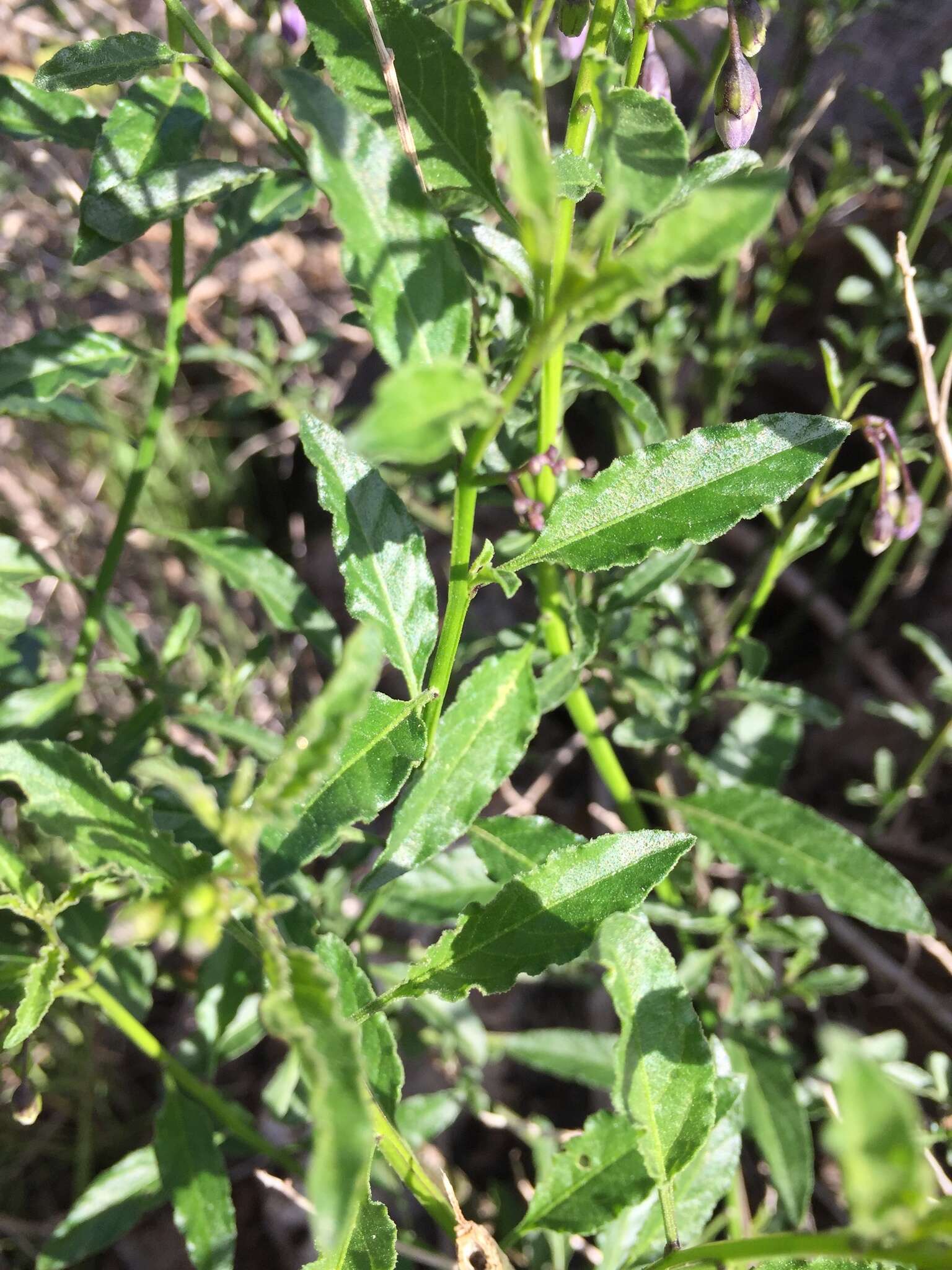 Image of Parish's nightshade