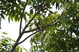 Image of Black-lored Tit