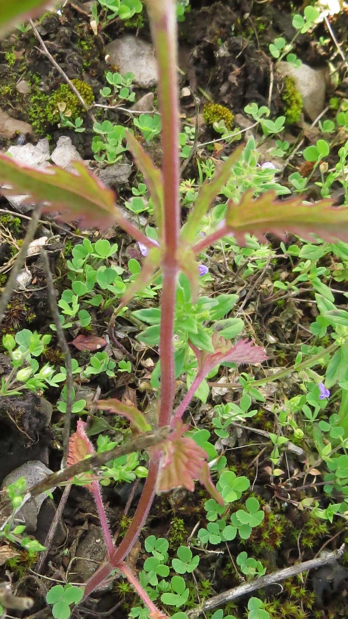 Image de dracocéphale à petite fleur