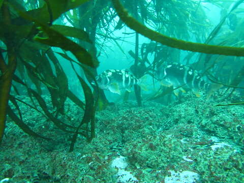 Image of Peruvian morwong