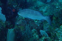 Image of Crossband Rockfish