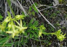 Image de Halenia serpyllifolia J. S. Pringle