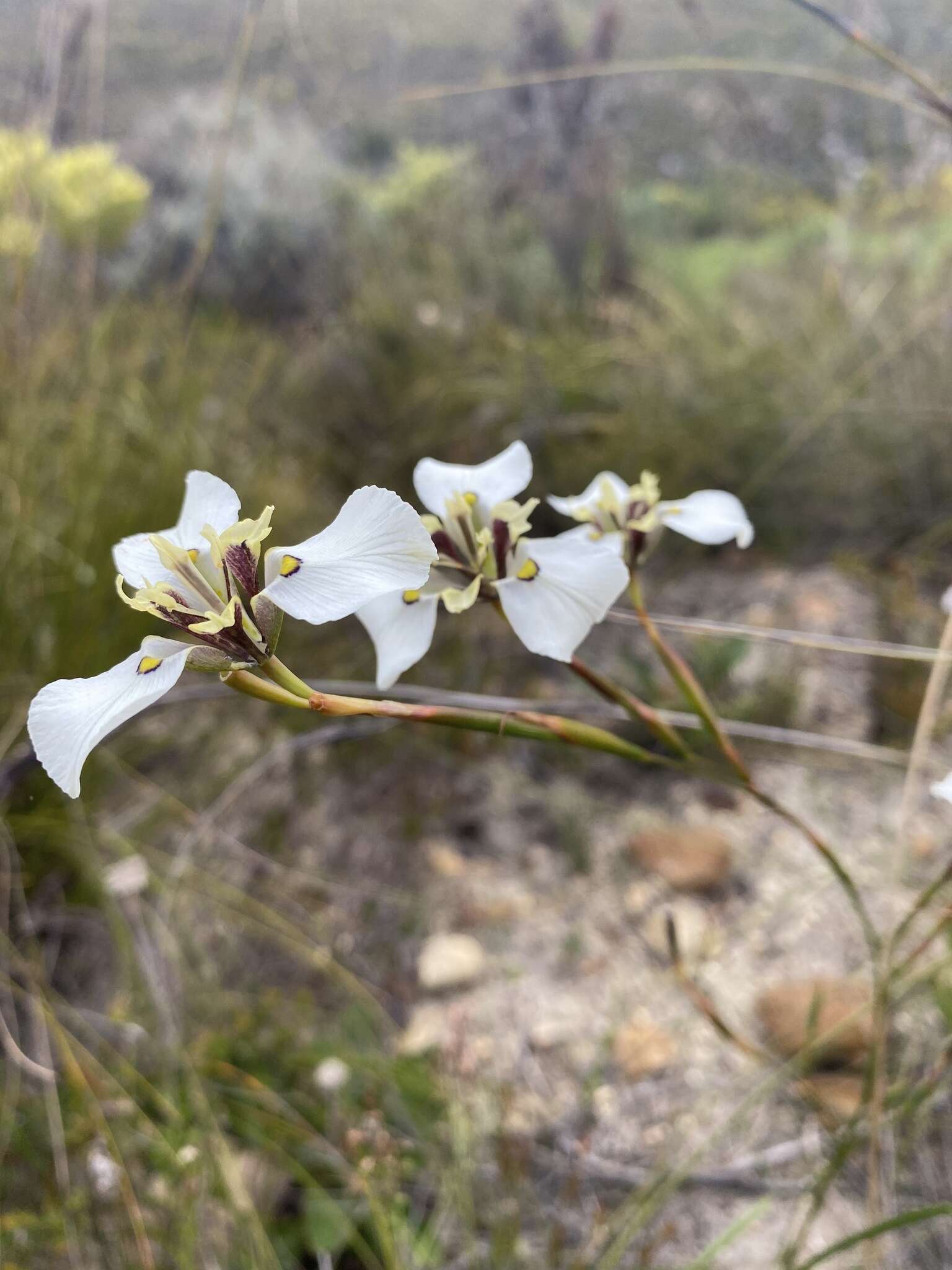 Image of Moraea cantharophila Goldblatt & J. C. Manning