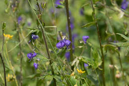 Sivun Aconitum columbianum subsp. columbianum kuva