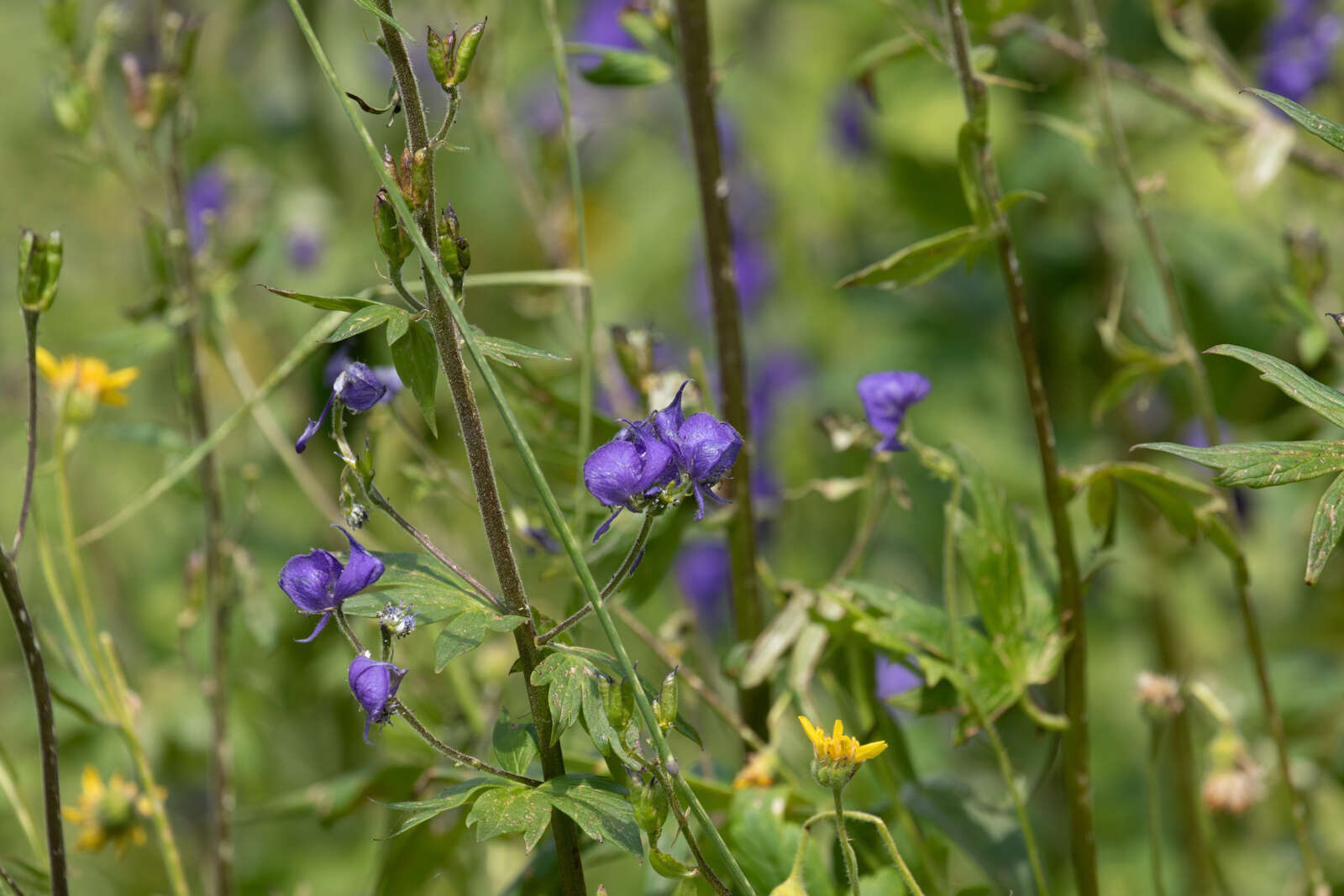 Sivun Aconitum columbianum subsp. columbianum kuva