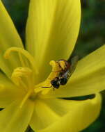 Image of Bobartia gracilis Baker