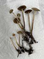 Plancia ëd Psilocybe aztecorum R. Heim 1957