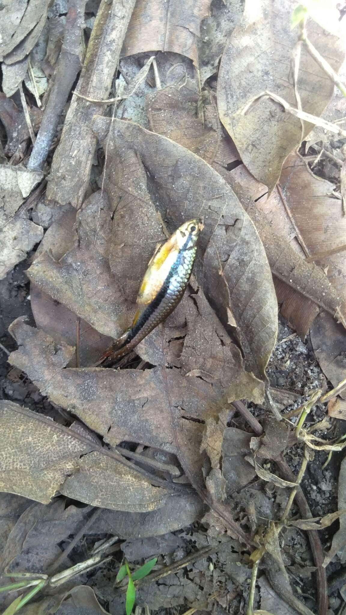 Rasbora einthovenii (Bleeker 1851) resmi