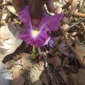 Image of Mauve ginger