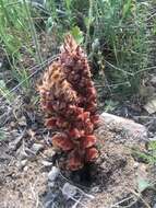 Image of Orobanche anatolica Boiss. & Reuter