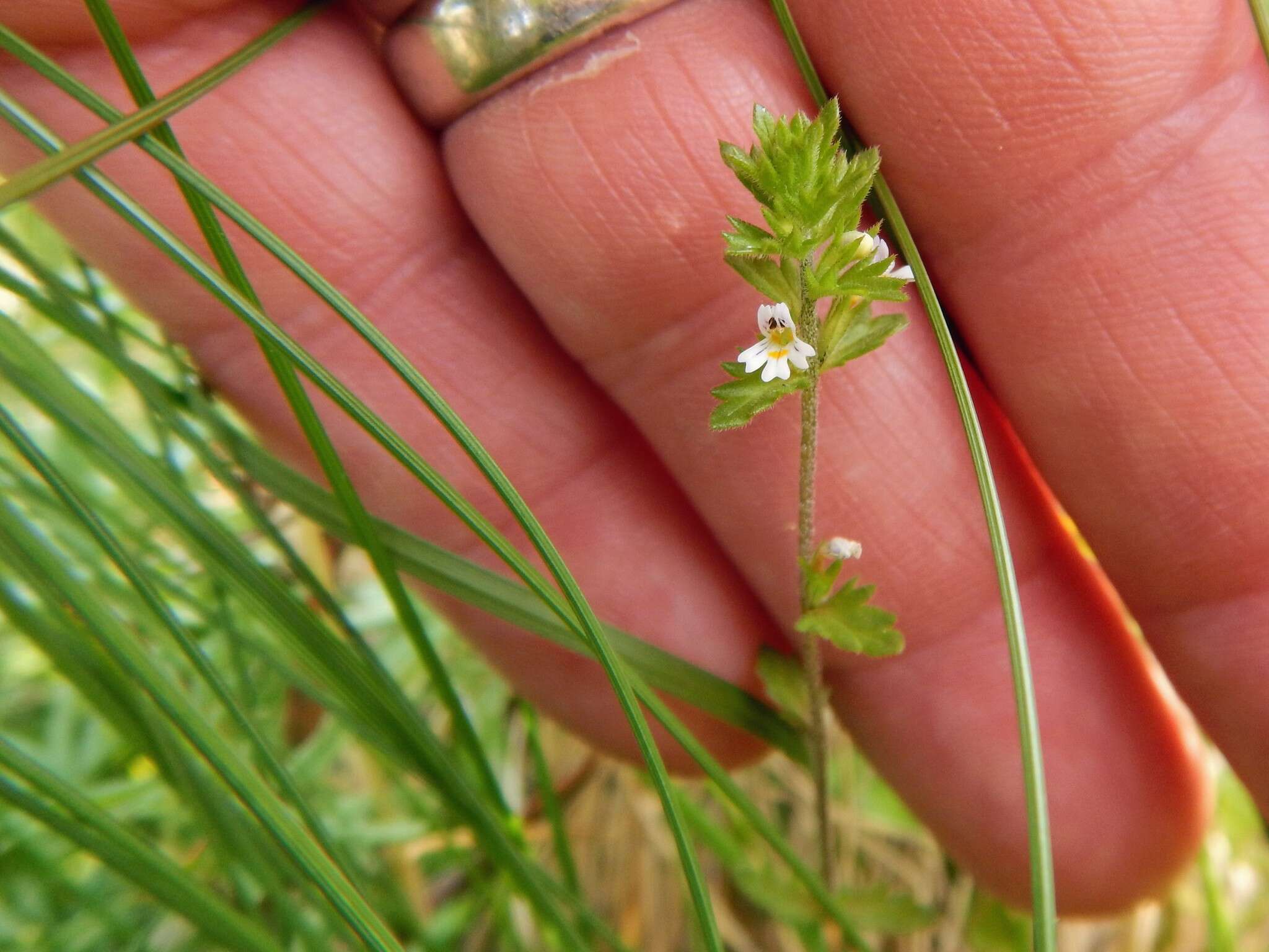 Image of Hudson Bay eyebright