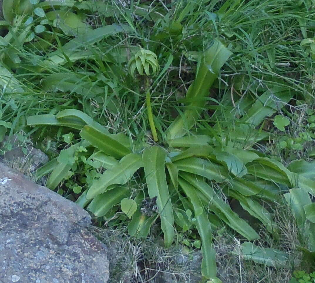 صورة Eucomis autumnalis (Mill.) Chitt.