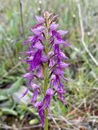 صورة Orchis bivonae Tod.