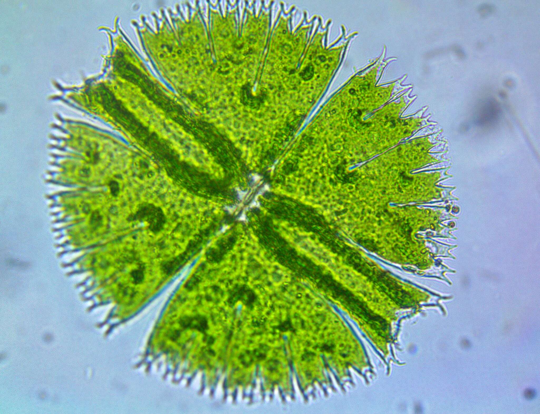 Image of Micrasterias apiculata