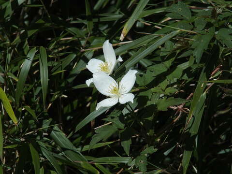 Image of Himalayan Clematis