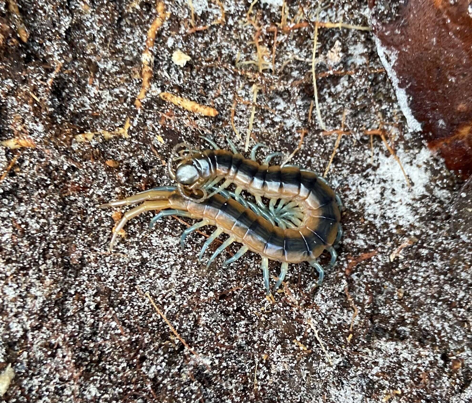 Imagem de Scolopendra viridis viridis Say 1821