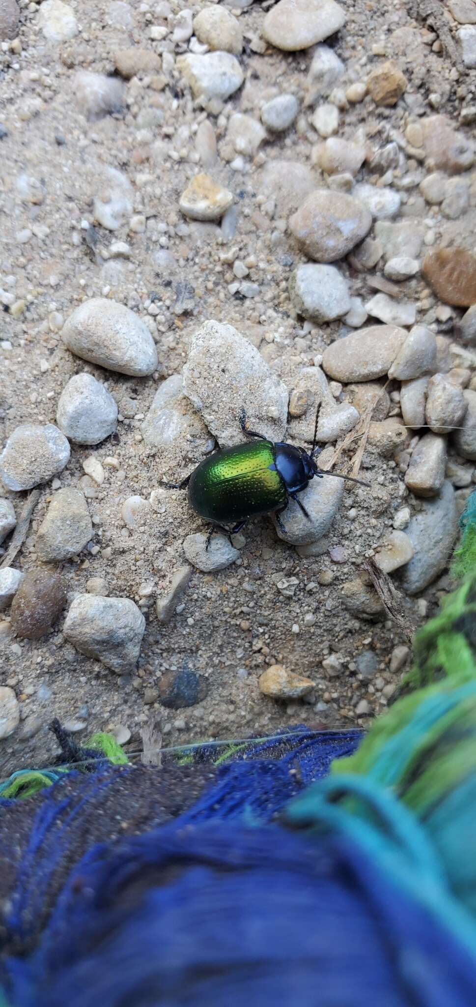 Plancia ëd Chrysolina (Allhypericia) auripennis (Say 1824)