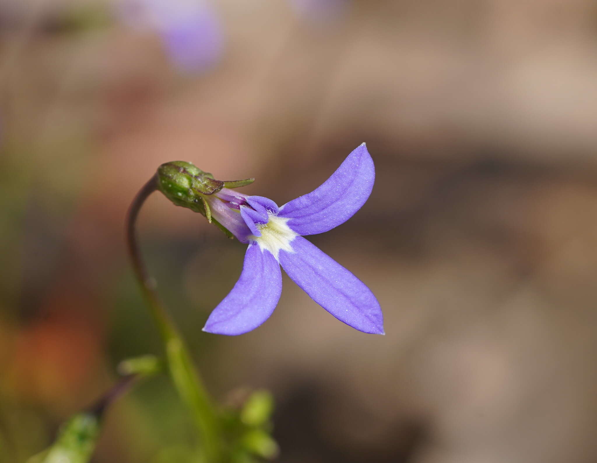 Image of Lobelia gibbosa Labill.