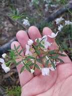 Image of Boronia floribunda Sieber ex Spreng.