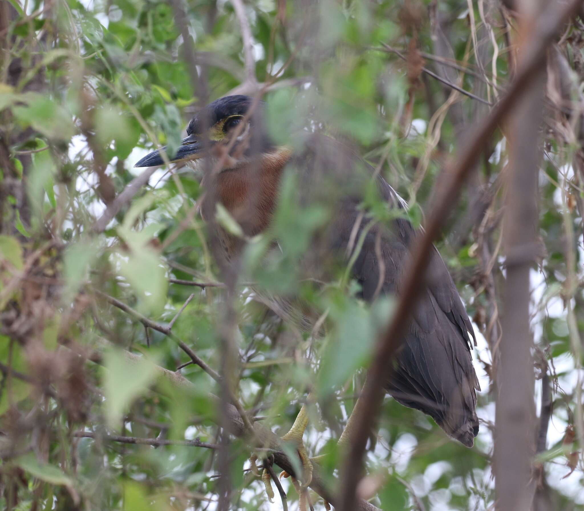 Image of White-backed Night Heron