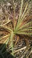 Image of Eryngium alternatum Coult. & N. E. Rose