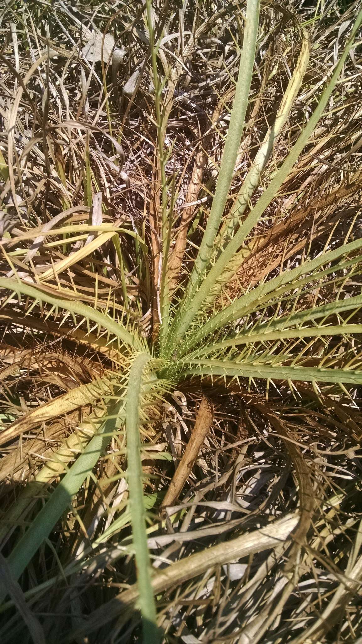 Image of Eryngium alternatum Coult. & N. E. Rose