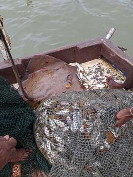 Image of Longnose Stingray