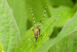 Image de Aedes sollicitans (Walker 1856)