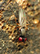 Image of Heteromeringia nitida Johnson 1913