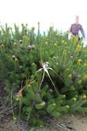 Image of Southern white spider orchid