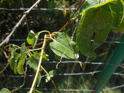 صورة Fallopia baldschuanica (Regel) Holub