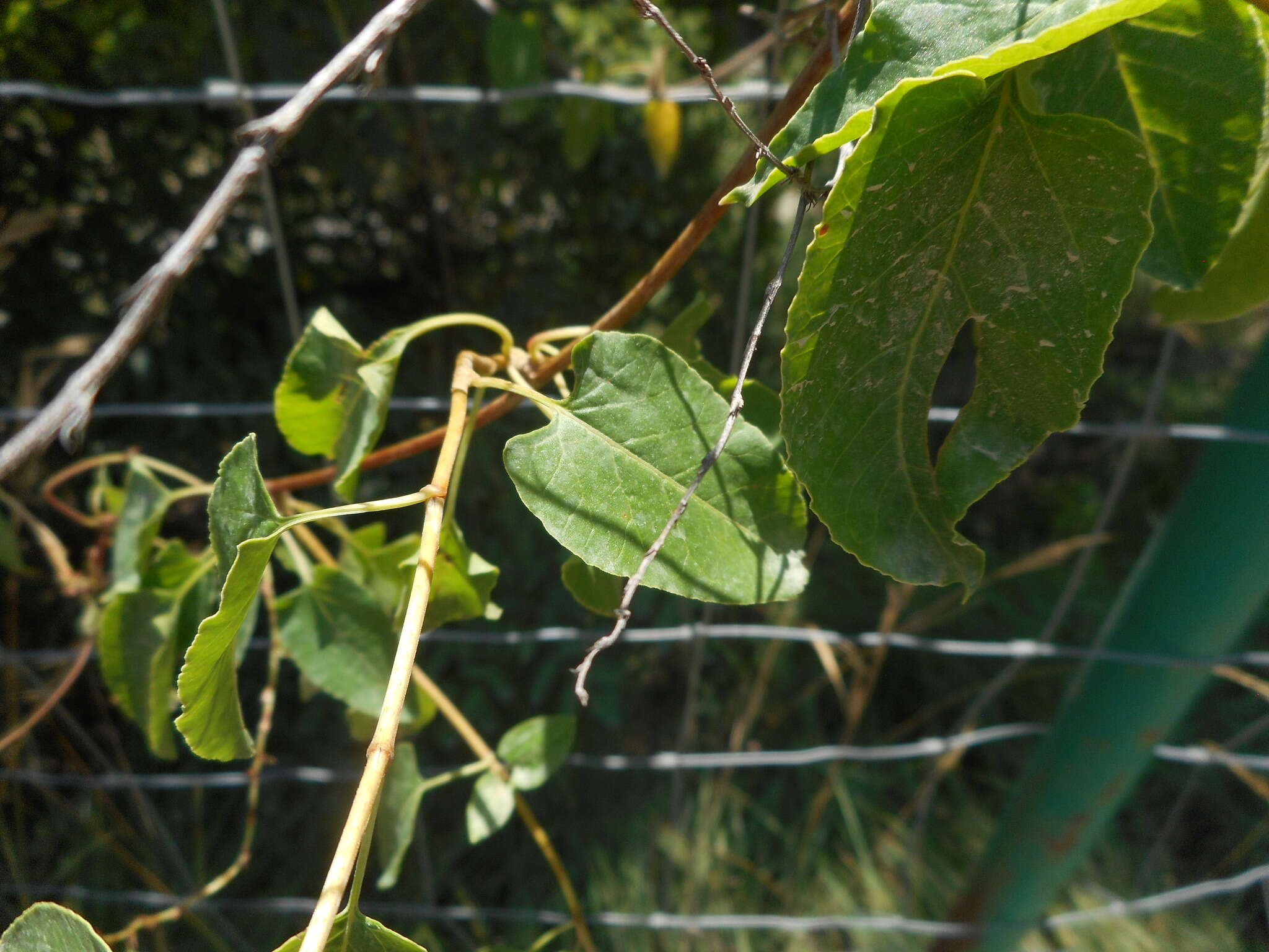 صورة Fallopia baldschuanica (Regel) Holub