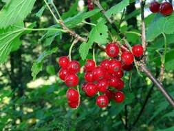 Image of Rock Red Currant