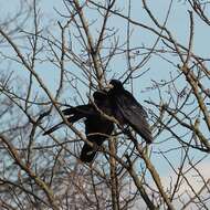 Imagem de Corvus frugilegus Linnaeus 1758