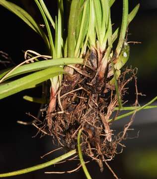 Image of Carex ornithopoda subsp. ornithopoda