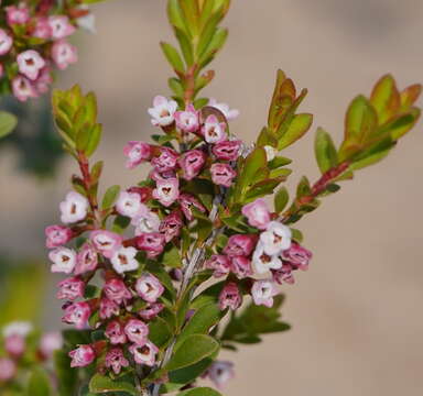 Sivun Thryptomene calycina (Lindley) Stapf kuva