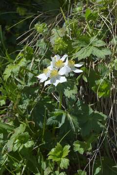 Imagem de Anemonastrum narcissiflorum subsp. fasciculatum (L.) Raus