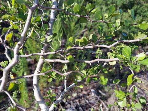 Image of yellowleaf hawthorn