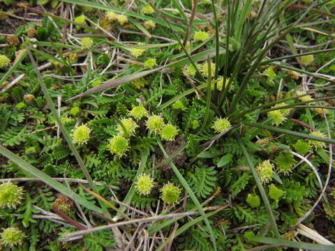 Plancia ëd Leptinella scariosa Cass