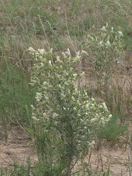 Image of tenpetal blazingstar