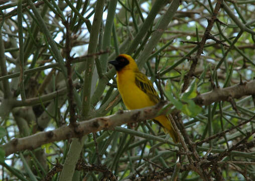 Image of Vitelline Masked Weaver